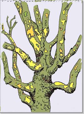Tree outside